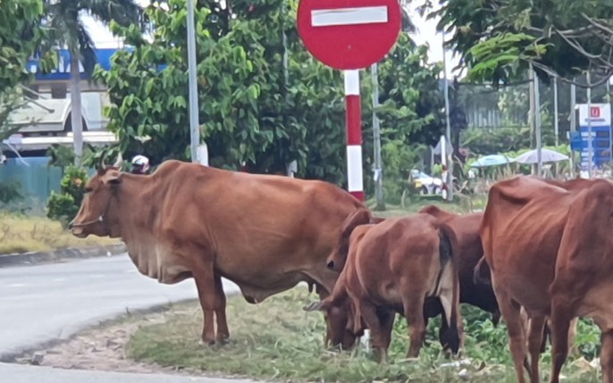 Hình ảnh đàn bò tuyệt đẹp  Amazing cows video  YouTube