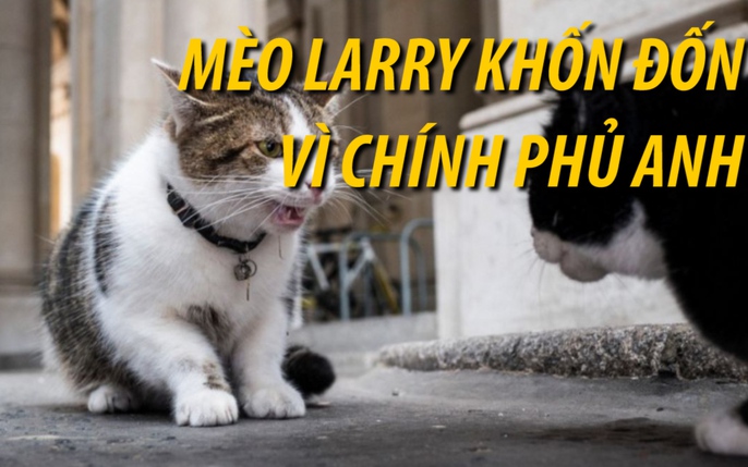 Mèo Larry đã trở thành một trong những con mèo nổi tiếng nhất thế giới với hàng triệu lượt folllow trên mạng xã hội và sự quan tâm của giới truyền thông. Xem hình ảnh liên quan đến Mèo Larry để tìm hiểu thêm về con mèo này và cùng theo dõi những tin tức, hình ảnh, video và bình luận mới nhất về chúng.