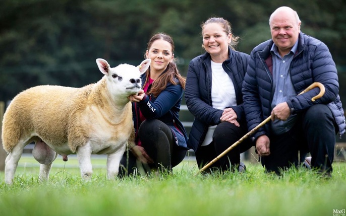 Cừu Texel: Tin Tức, Hình Ảnh, Video, Bình Luận