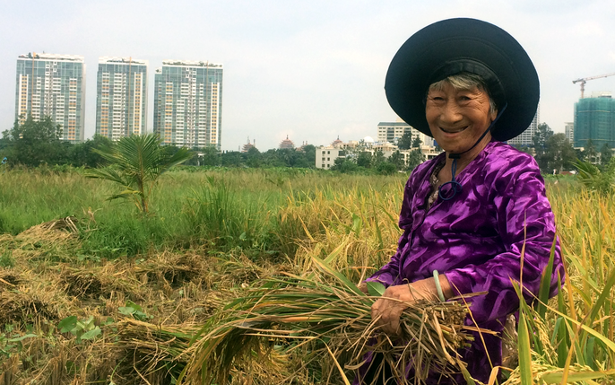 Tổng kết mô hình thâm canh cây lúa theo hướng hữu cơ tại xã Hoài Phú  Báo  điện tử Bình Định