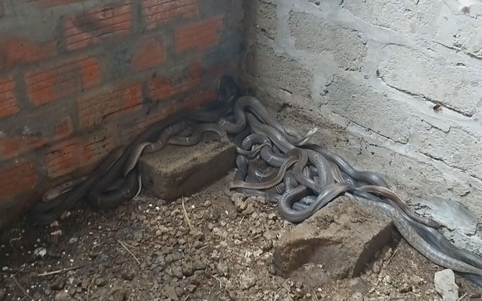 Kỹ thuật chọn và nuôi rắn hổ trâu ráo trâu  Kỹ thuật nuôi trồng