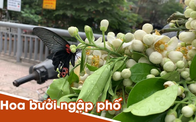 mùa hoa bưởi: tin tức, hình ảnh, video, bình luận mới nhất Mùa Hoa Bưởi: Tin Tức, Hình Ảnh, Video, Bình Luận Mới Nhất