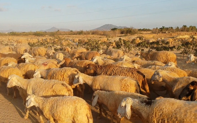 7000+ Sheep & ảnh Con Cừu miễn phí - Pixabay