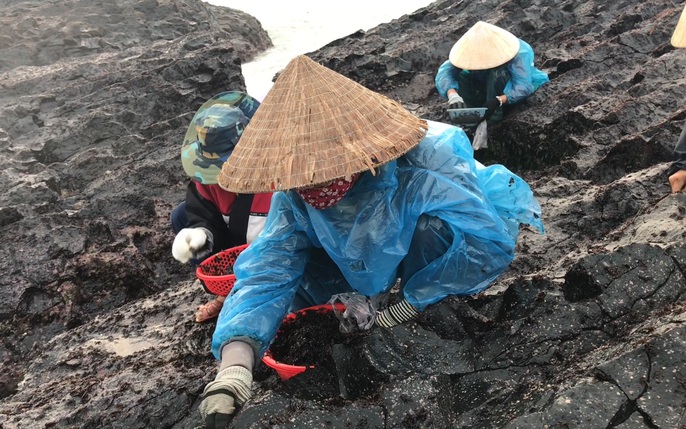 Hái rong biển Bình Sơn là một trải nghiệm thú vị, khiến bạn được hòa mình vào thiên nhiên và khám phá đất nước Việt Nam. Hãy xem hình ảnh để cảm nhận vẻ đẹp tự nhiên của biển Bình Sơn!