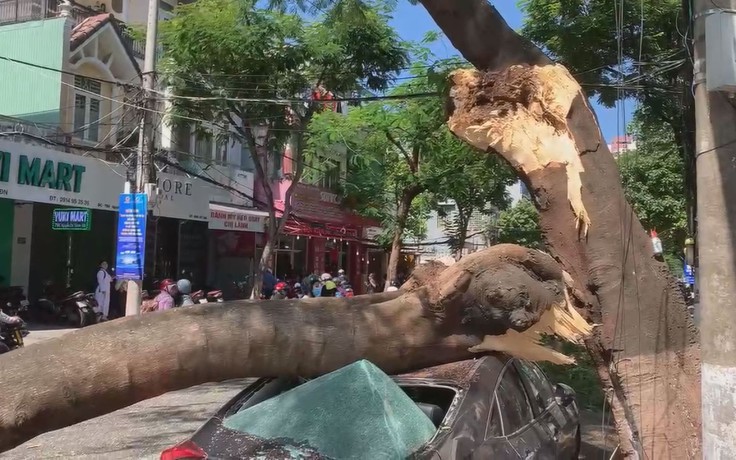 Hú hồn cây phượng già gãy ngang, đè ô tô ngay lúc tan trường