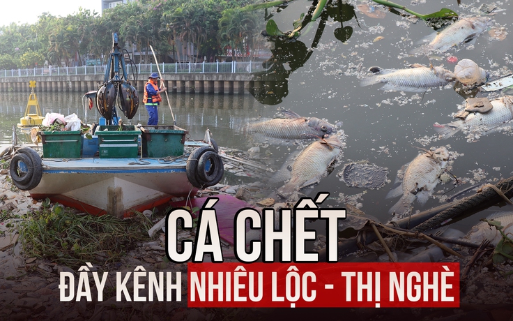 Cá chết đầy kênh Nhiêu Lộc, công nhân trắng đêm xử lý