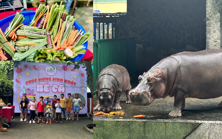 Tiệc ‘thôi nôi’ của bé hà mã Ca ở Thảo Cầm Viên Sài Gòn