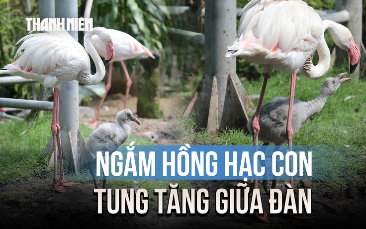 Hồng hạc con mới nở tung tăng giữa đàn ở Thảo Cầm Viên sau 20 năm chờ đợi
