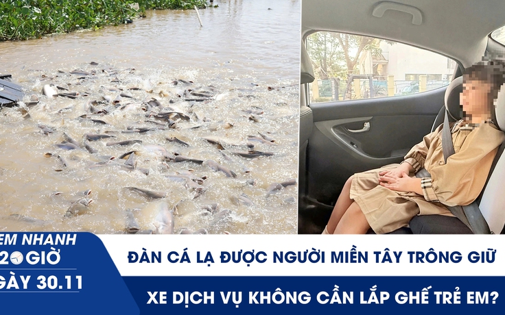 Xem nhanh 20h ngày 30.11: Đàn cá lạ được người miền Tây trông giữ | Xe dịch vụ không cần lắp ghế trẻ em?