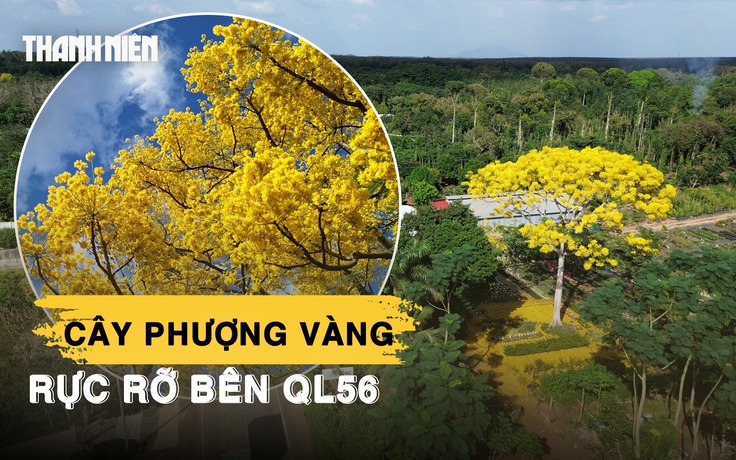 Choáng ngợp trước vẻ đẹp rực rỡ của cây phượng vàng bên quốc lộ 56