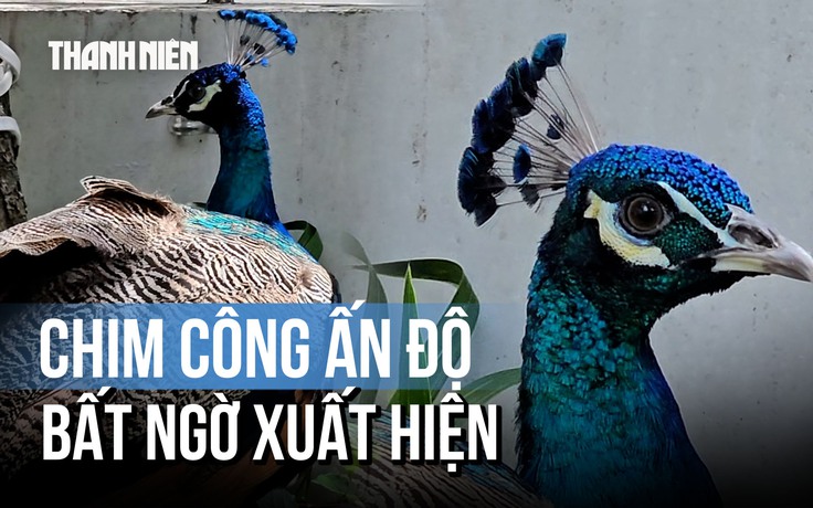 Mê mẩn bộ lông chim công quý tình cờ 'ghé thăm' chung cư