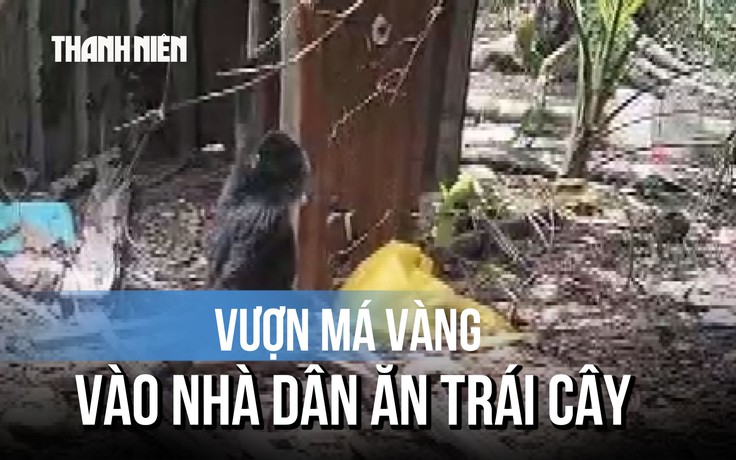 Con vượn má vàng đổi màu, vào nhà dân ăn trái cây
