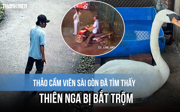 Thảo Cầm Viên Sài Gòn đã tìm thấy con thiên nga bị bắt trộm