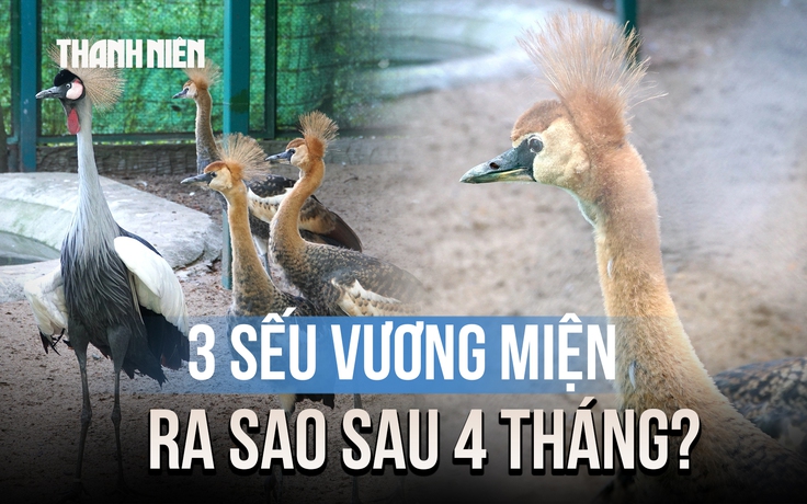 Sau 4 tháng, 3 sếu vương miện đầu tiên sinh ra ở Thảo Cầm Viên lớn nhanh bất ngờ