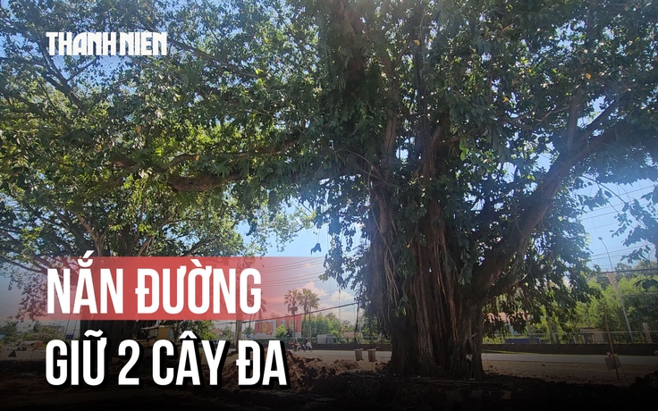 'Nắn đường' dự án để giữ lại 2 cây đa trên quốc lộ 1