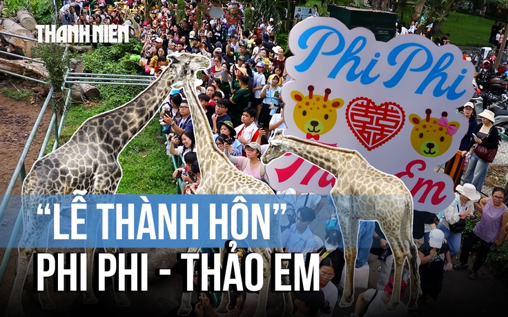 Độc lạ ‘đám cưới’ hươu cao cổ ở Thảo Cầm Viên: Sính lễ toàn bắp, rau và lá cây