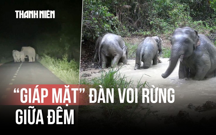 Khoảnh khắc 'giáp mặt' đàn voi rừng giữa đêm