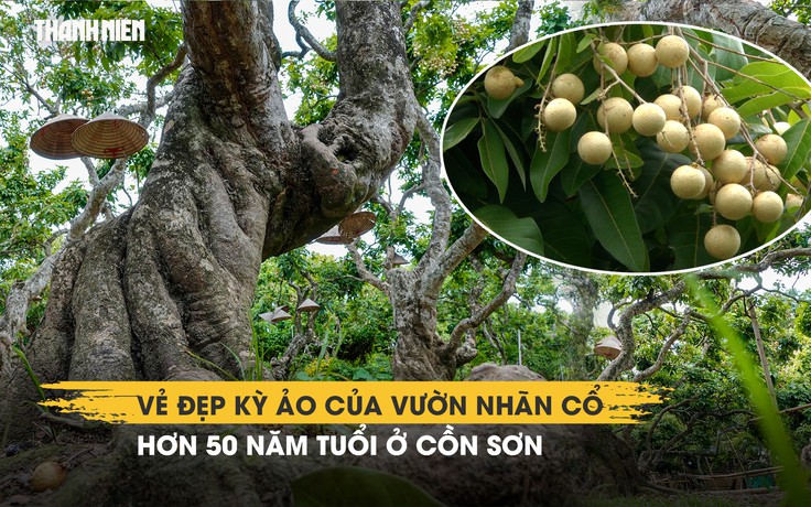 Vẻ đẹp kỳ ảo của vườn nhãn cổ hơn 50 năm tuổi ở Cồn Sơn