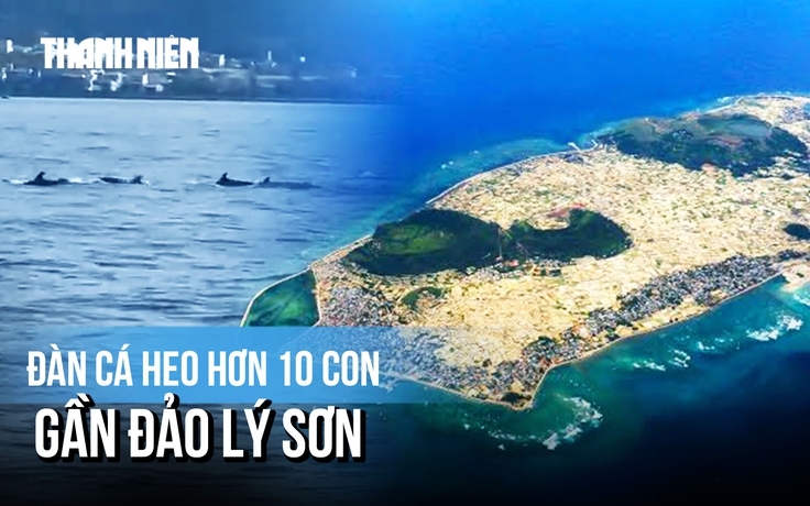 Thích thú khoảnh khắc đàn cá heo hơn 10 con xuất hiện gần đảo Lý Sơn
