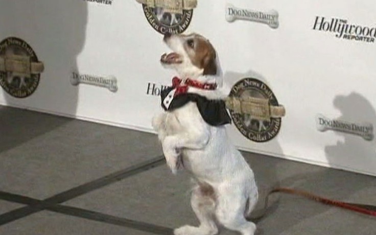 Chú chó Uggie đoạt giải tại Golden Collar