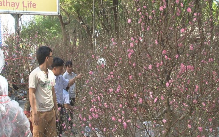 Hoa đào hút khách trong ngày đầu khai mạc chợ hoa