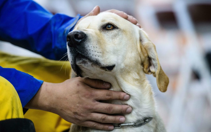 Chó 'anh hùng' cứu người trong động đất Đài Loan