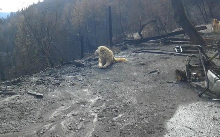 Chú chó nằm đợi chủ nhiều ngày sau trận cháy rừng ở California