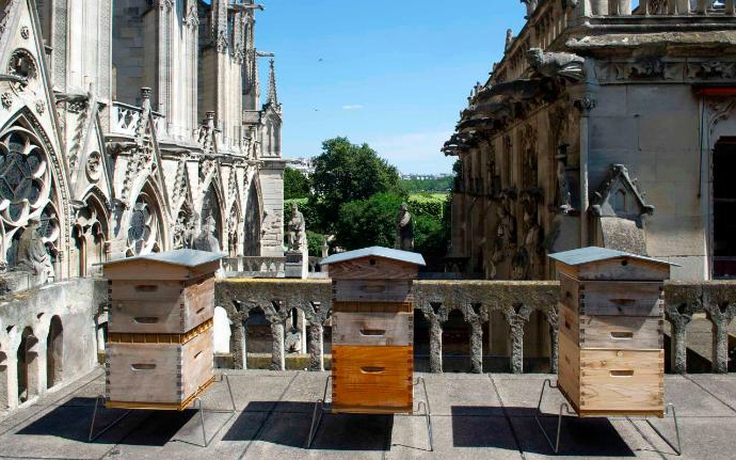 Bầy ong trên mái nhà thờ Đức Bà Paris sống sót sau vụ cháy