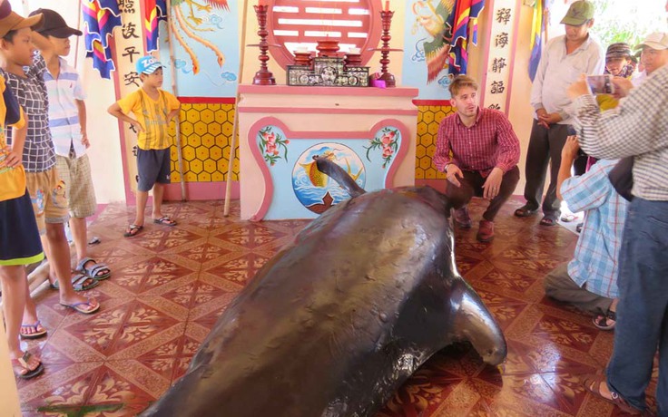 Cá voi nặng gần 1 tấn dạt vào bờ được ngư dân cố gắng cứu giúp