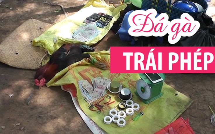 Triệt phá tụ điểm đá gà trái phép ở vùng quê