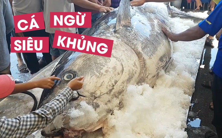 Cận cảnh cá ngừ siêu “khủng” ngư dân Phú Yên câu được ở Trường Sa