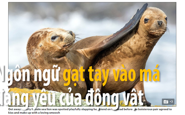 Những pha 'gạt tay vào má' khiến người ta không thể nhịn cười