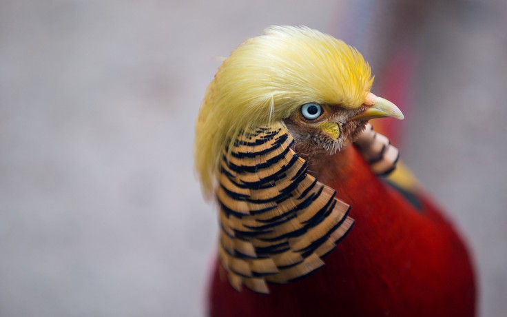 Ngỡ ngàng chim trĩ có kiểu tóc giống ông Donald Trump