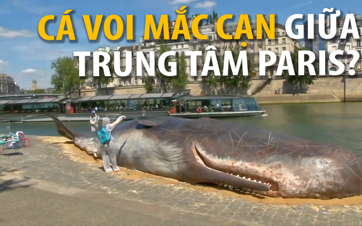 “Cá voi” mắc cạn ở trung tâm Paris