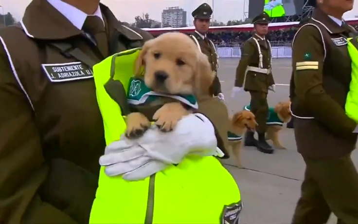 Dàn cún con hút hết mọi ánh nhìn tại lễ duyệt binh Chile