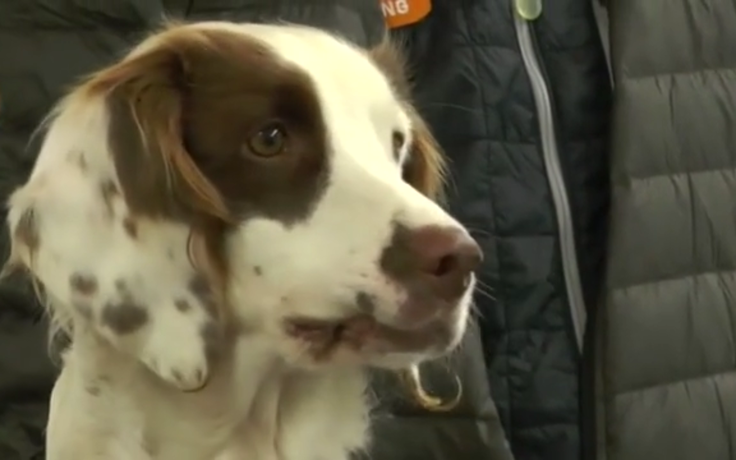 Cô chó đầu tiên thế giới kiểm tra doping