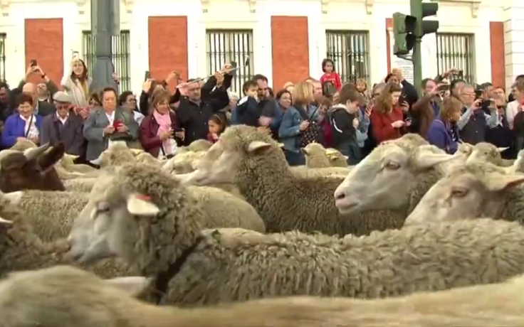 1.000 con cừu 'xâm chiếm' trung tâm Madrid