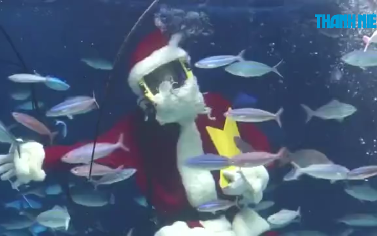 Đến Nhật xem ông già Noel bơi lặn cùng cá trong thủy cung