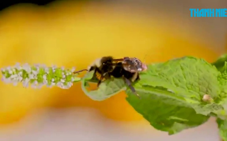 Dùng ong 'đeo ba lô' giám sát nông nghiệp