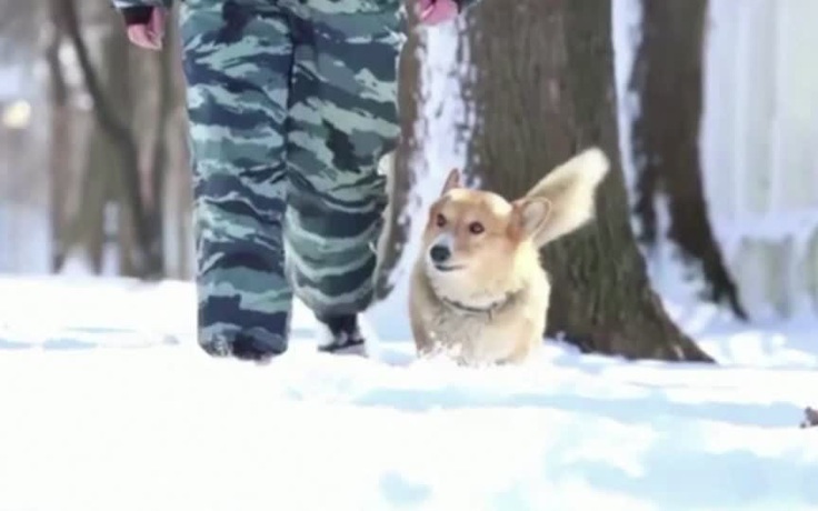 Cảnh khuyển corgi duy nhất tại Nga về hưu