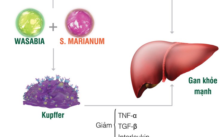 “Giải mã” tế bào Kupffer: nguyên nhân khiến gan sinh bệnh