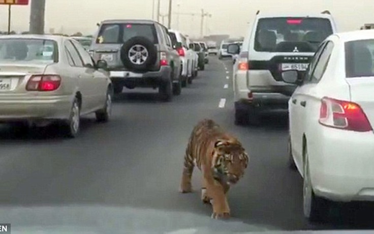 Cọp sổng chuồng lang thang trên xa lộ ở Qatar