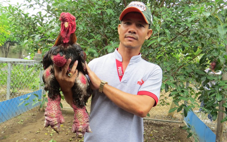 Gà Đông Tảo “quý tộc” hàng triệu đồng mỗi con vẫn “cháy hàng” trước Tết