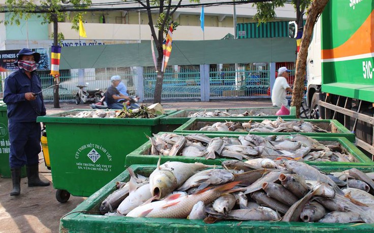 TP.HCM lập tức công bố nguyên nhân 14 tấn cá chết kênh Nhiêu Lộc