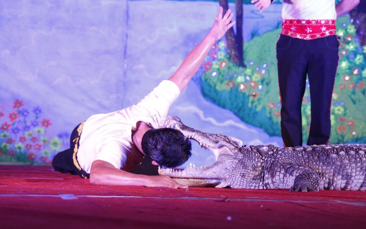Đời thường diễn viên xiếc Việt - Kỳ 1: Ám ảnh những cú táp cá sấu