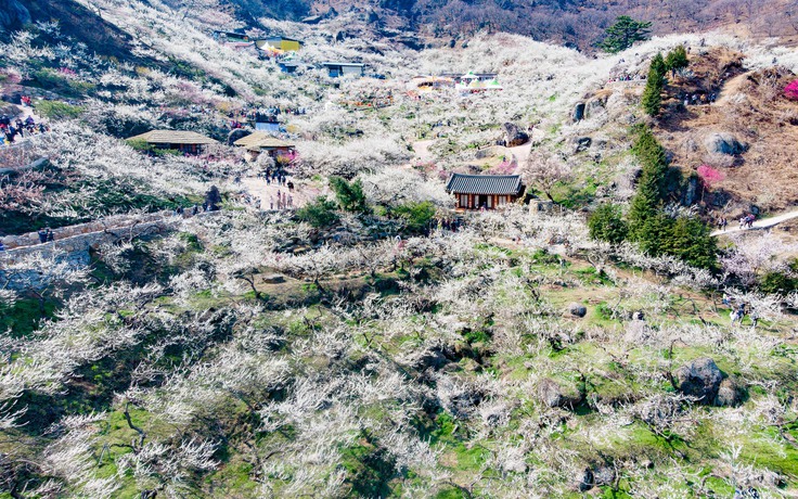 Mê mẩn sắc trắng tinh khôi làng hoa mơ Gwangyang
