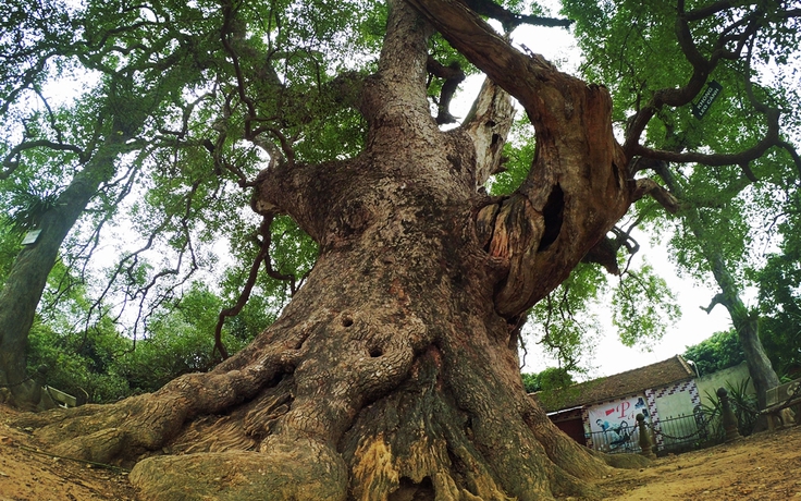 Thăm cây dã hương đại thụ hiếm có trên thế giới tại Bắc Giang