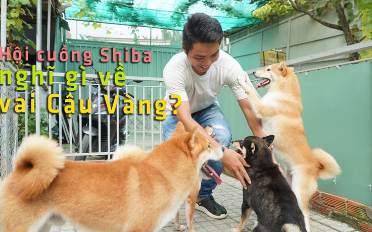 Người yêu chó Shiba nói gì về thú cưng sẽ được đóng vai cậu Vàng?