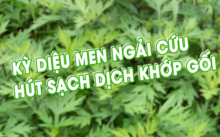 Cùng sống xanh số 5: Kỳ diệu men ngải cứu hút sạch dịch khớp gối