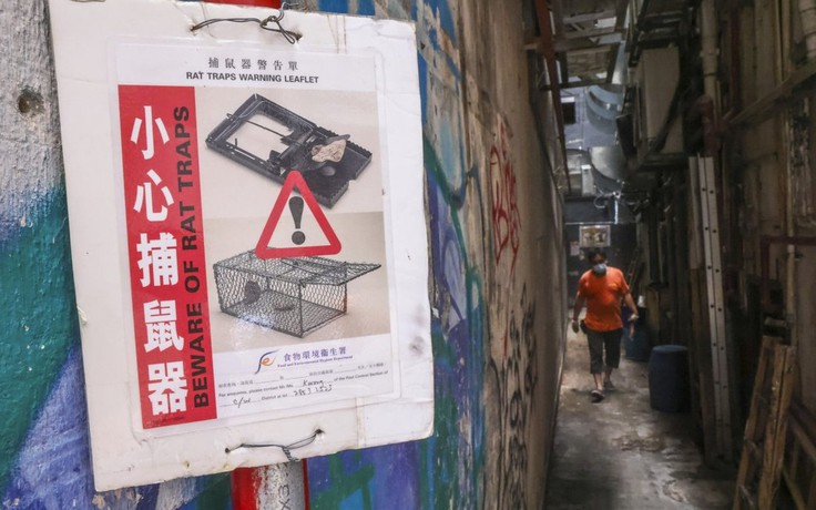Hồng Kông ra quân diệt chuột 'làm đẹp' thành phố